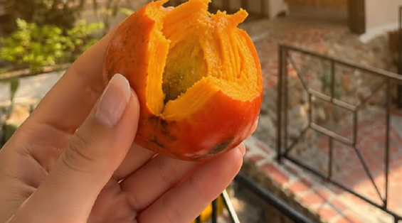 Una mano sostiene un chontaduro abierto de pulpa naranja; al fondo, escalones de ladrillo y una baranda de hierro.